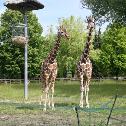 Śląskie ZOO. fot. Patryk Pyrlik / UMWS
