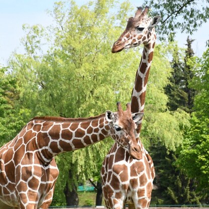 Śląskie ZOO. fot. Patryk Pyrlik / UMWS