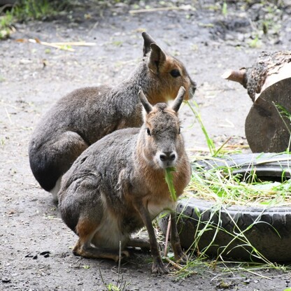 Śląskie ZOO. fot. Patryk Pyrlik / UMWS