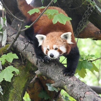 Śląskie ZOO. fot. Patryk Pyrlik / UMWS