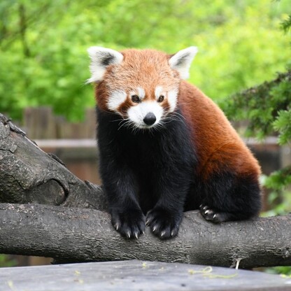 Śląskie ZOO. fot. Patryk Pyrlik / UMWS