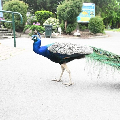 Śląskie ZOO. fot. Patryk Pyrlik / UMWS