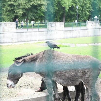 Śląskie ZOO. fot. Patryk Pyrlik / UMWS