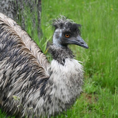 Śląskie ZOO. fot. Patryk Pyrlik / UMWS