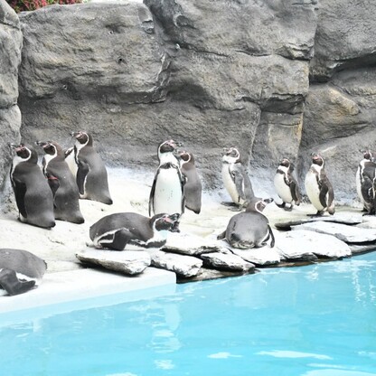 Śląskie ZOO. fot. Patryk Pyrlik / UMWS