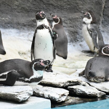 Śląskie ZOO. fot. Patryk Pyrlik / UMWS