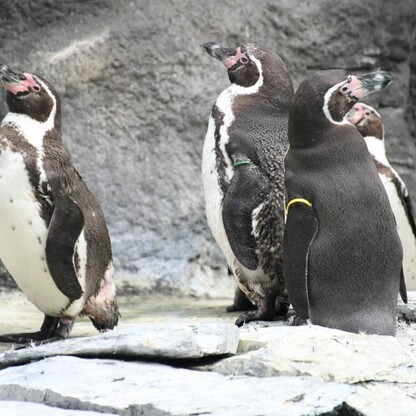 Śląskie ZOO. fot. Patryk Pyrlik / UMWS