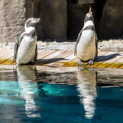 Wizyta w ZOO w Parku Śląskim. fot. Tomasz Żak / UMWS