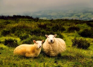 pexels-pixabay-460956_www.jpg