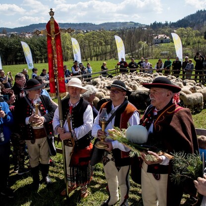 Redyk w Rychwałdzie. fot. Tomasz Żak / UMWS