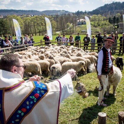 Redyk w Rychwałdzie. fot. Tomasz Żak / UMWS