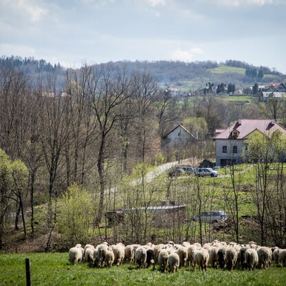 Redyk w Rychwałdzie. fot. Tomasz Żak / UMWS