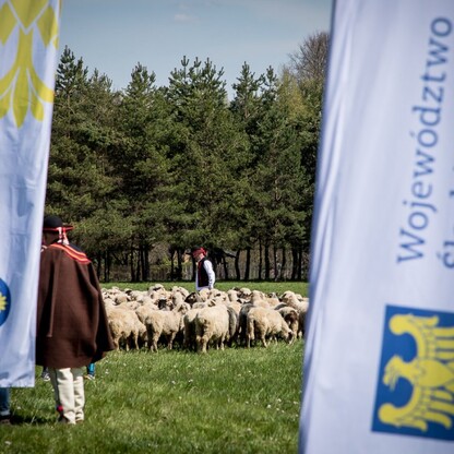 Redyk w Rychwałdzie. fot. Tomasz Żak / UMWS
