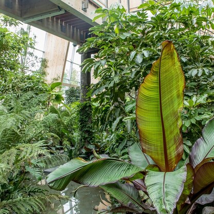 Pawilon lasu deszczowego w Śląskim Ogrodzie Zoologicznym. fot. Tomasz Żak / UMWS