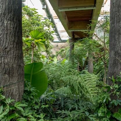 Pawilon lasu deszczowego w Śląskim Ogrodzie Zoologicznym. fot. Tomasz Żak / UMWS